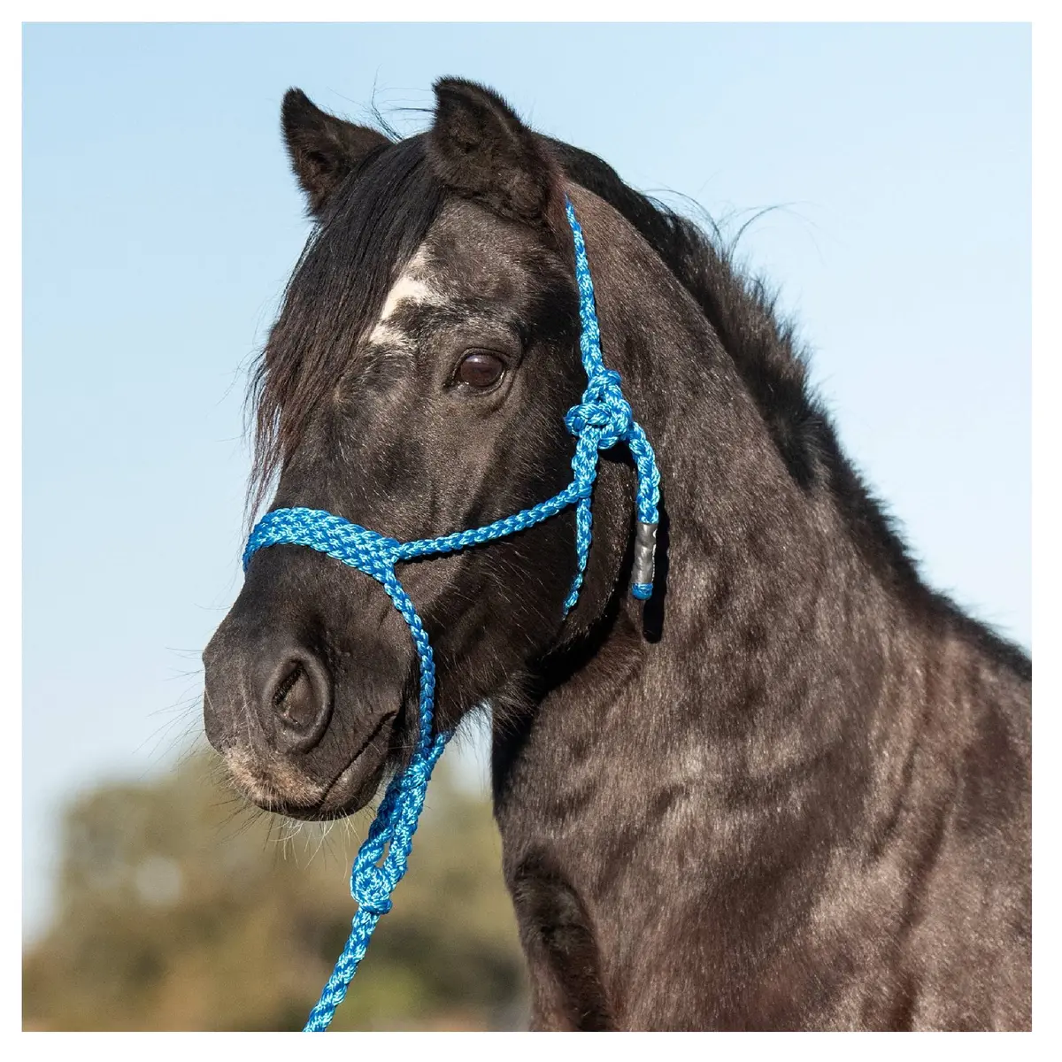 Cashel Flat Braid Pony Halter 1
