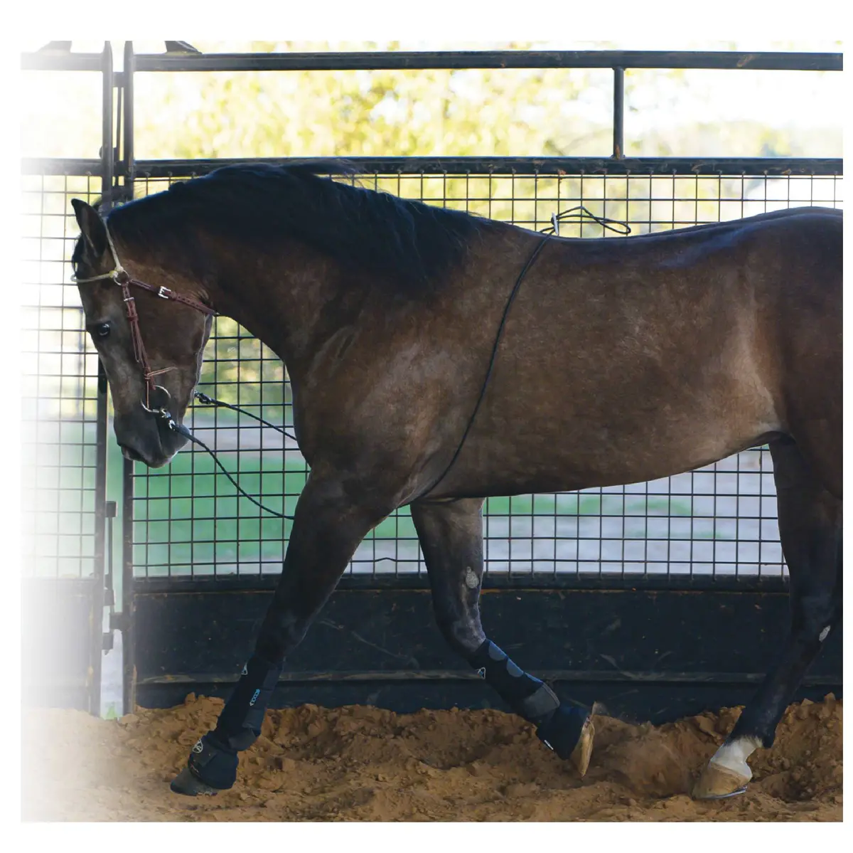 Professional's Choice Lunging Buddy 2